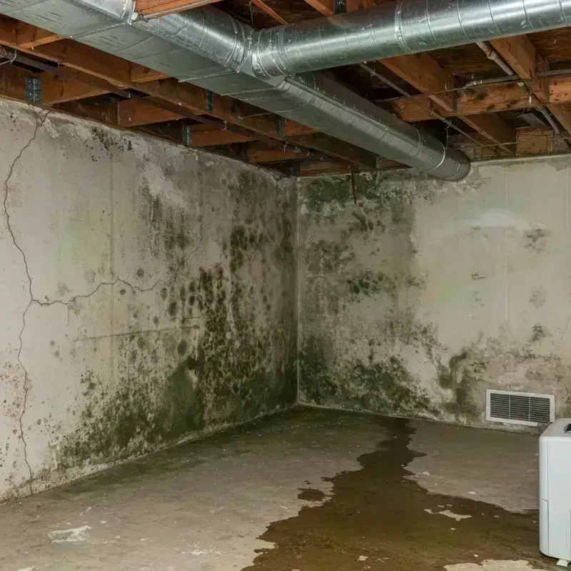 Professional Mold Removal in Chillicothe, IL